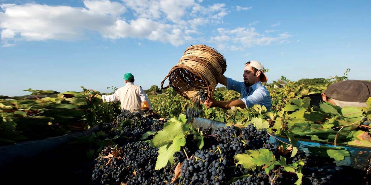 Vanitá Primitivo di Manduria Vendemmia