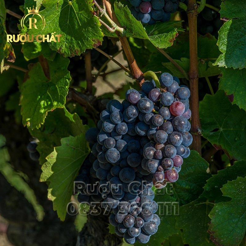 Chartron et Trébuchet Bourgogne Pinot Noir