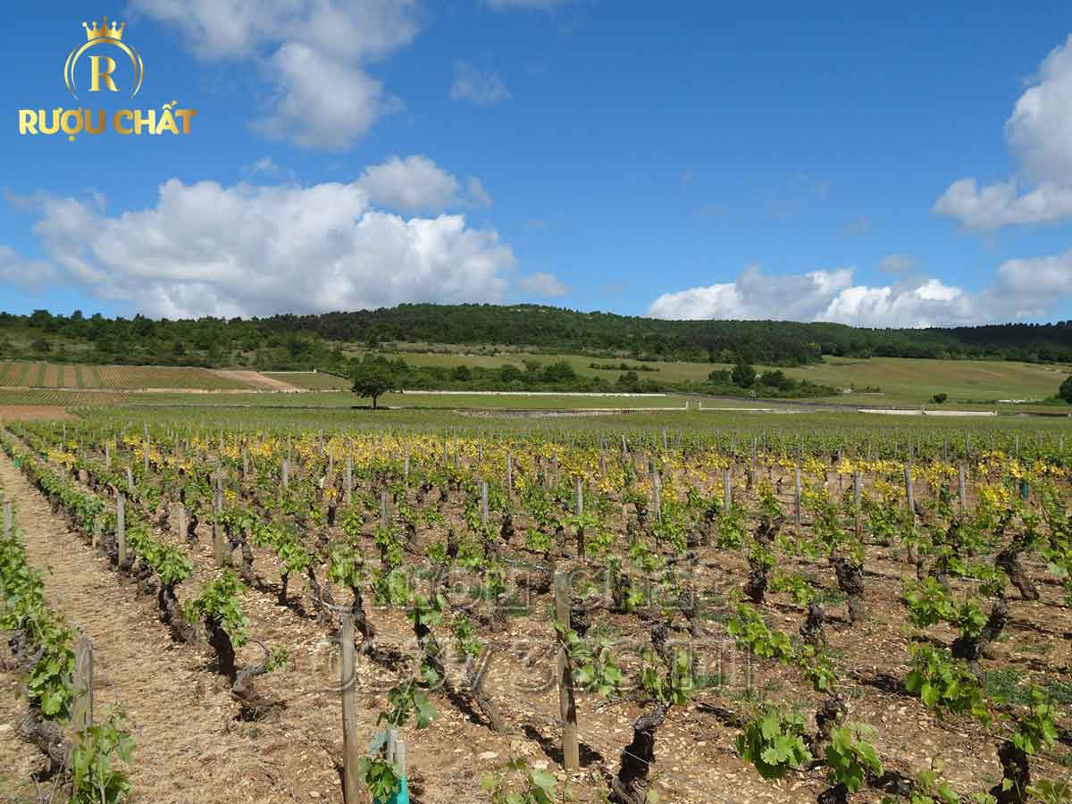Chartron et Trébuchet Chassagne-Montrachet 1er Cru Les Embazées