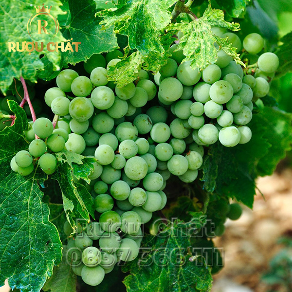 El Enemigo Chenin