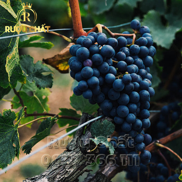 Grant Burge Classic Collection Cabernet Sauvignon