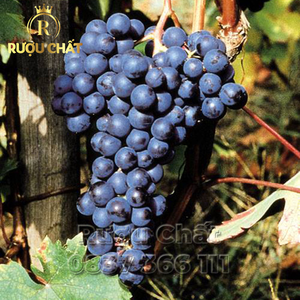 Comm. G.B. Burlotto Barbera D'alba