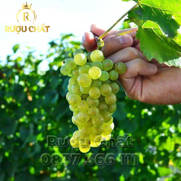 Tradition Pinot Bianco