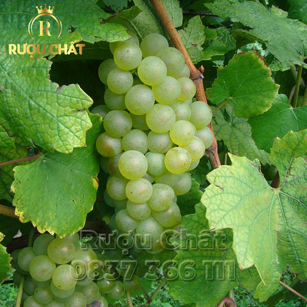 Terre Nere Etna Bianco Montalto Terre Nere Etna Bianco Montalto